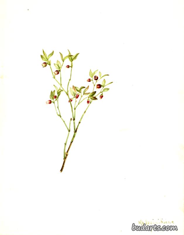 松鸡轮梅