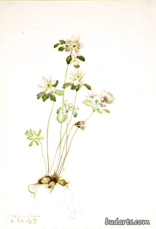 银莲花
