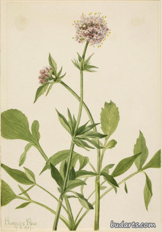 缬草