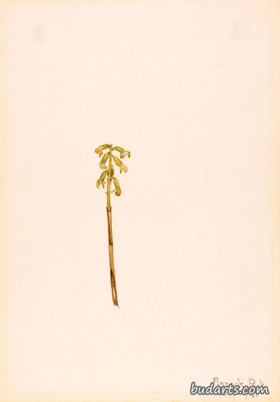 珊瑚根