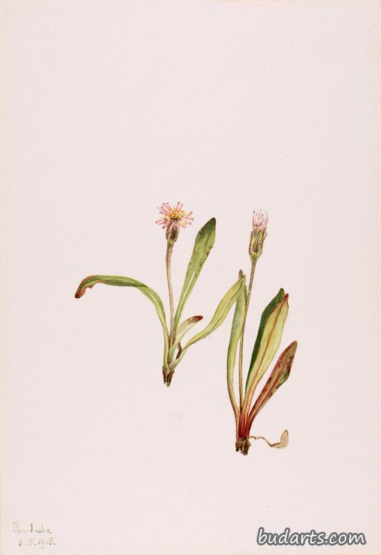 False Dandelion (Agoseris carnea)