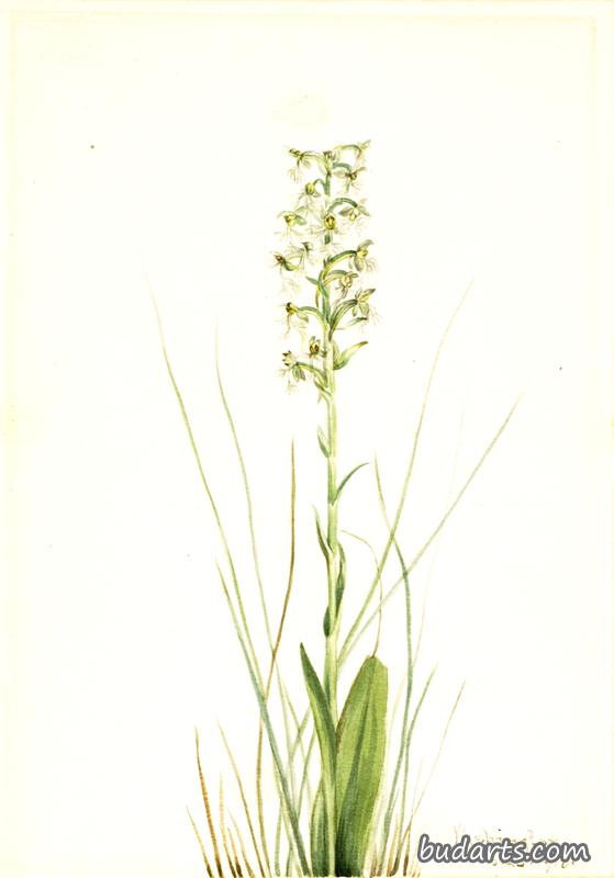 Ragged Fringe-orchid (Habenaria lacera)