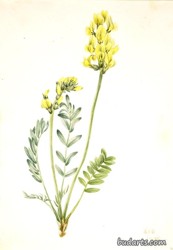 False Locoweed (Oxytropia gracilis)
