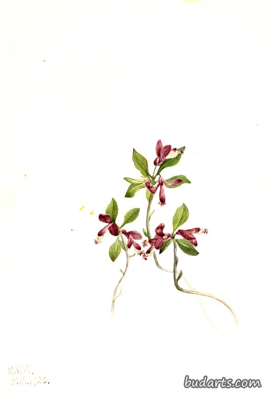 花边远志