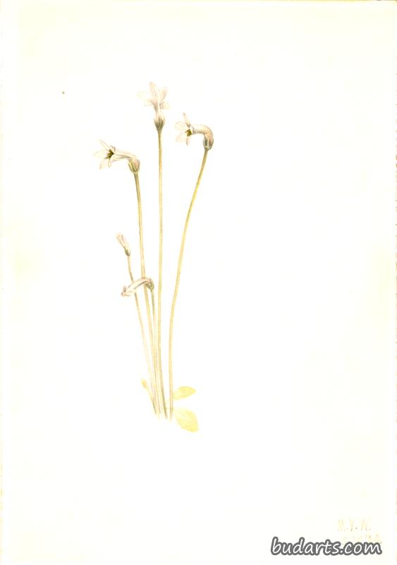 鬼管（统一海绵体）