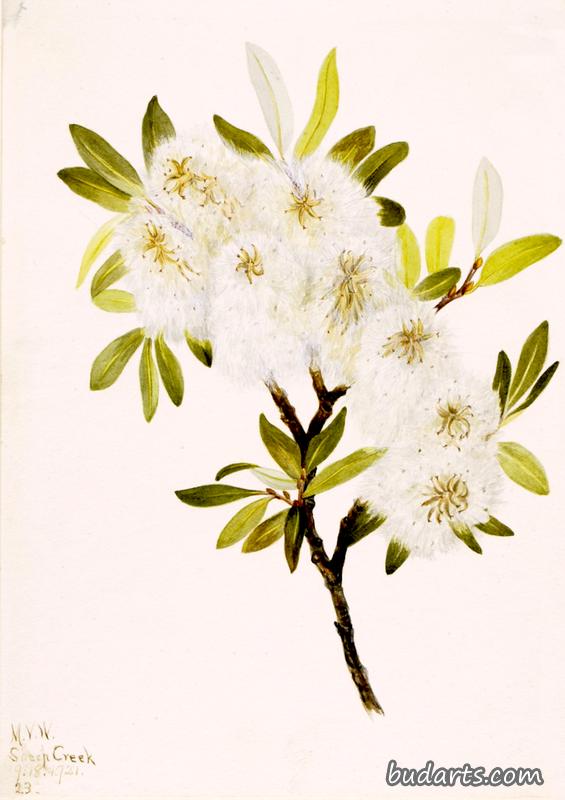 Drummond Willow (Salix drummondiana)