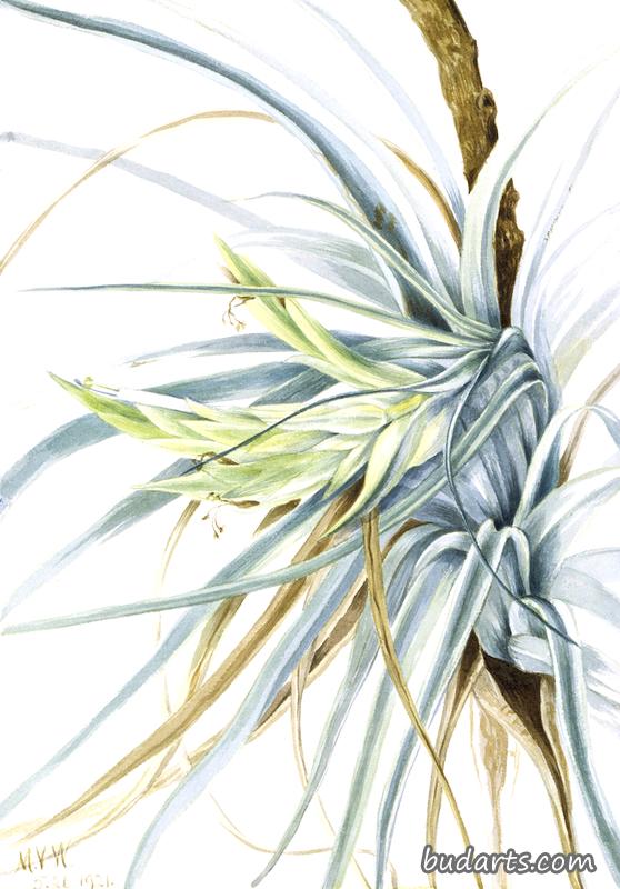 野生菠萝