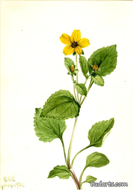 金星（处女菊）
