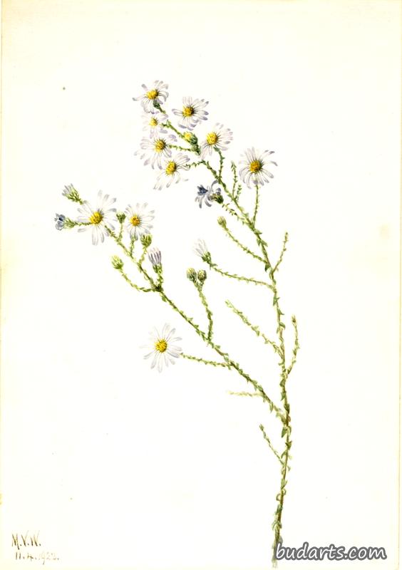 松林紫菀