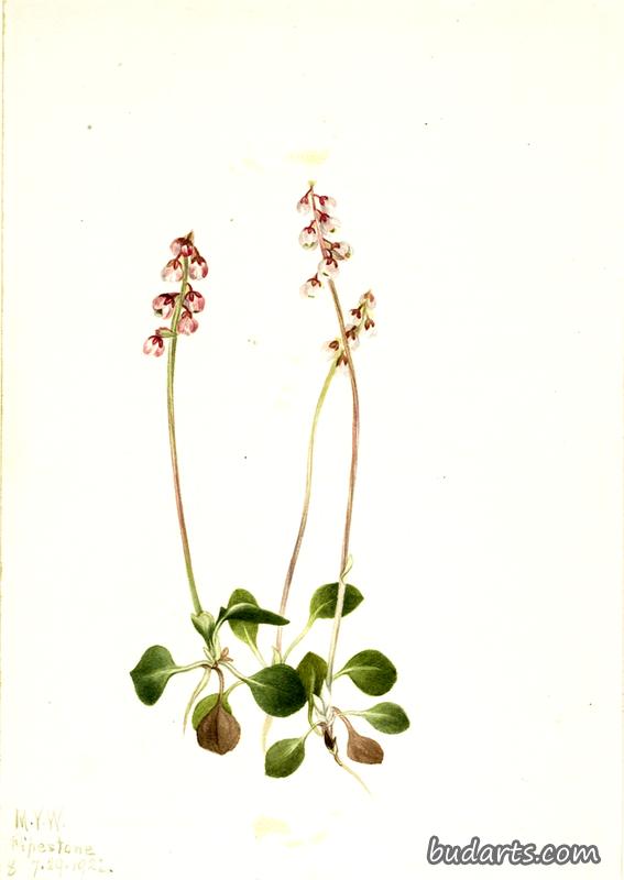 小鹿蹄草（小鹿蹄草）