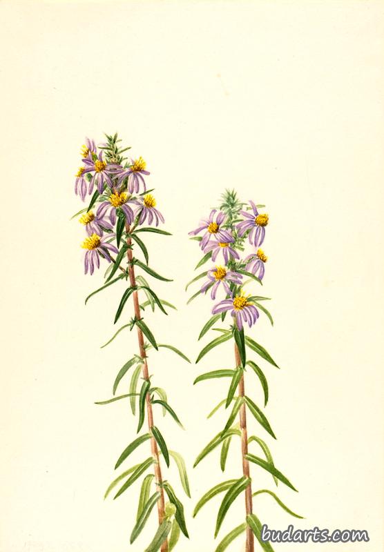 紫菀