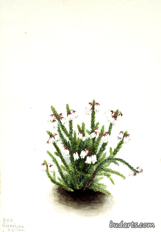落基山决明子