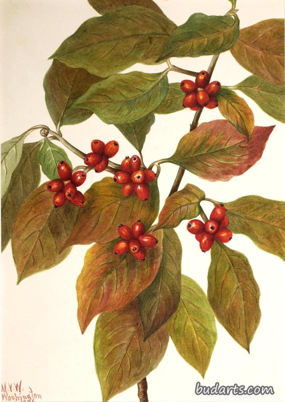 Flowering Dogwood (Cornus florida)