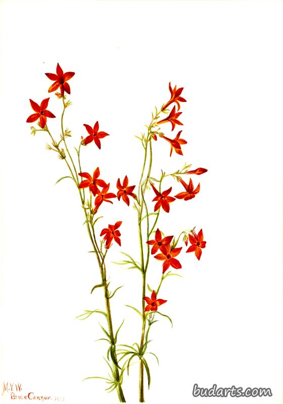Gilia arizonica