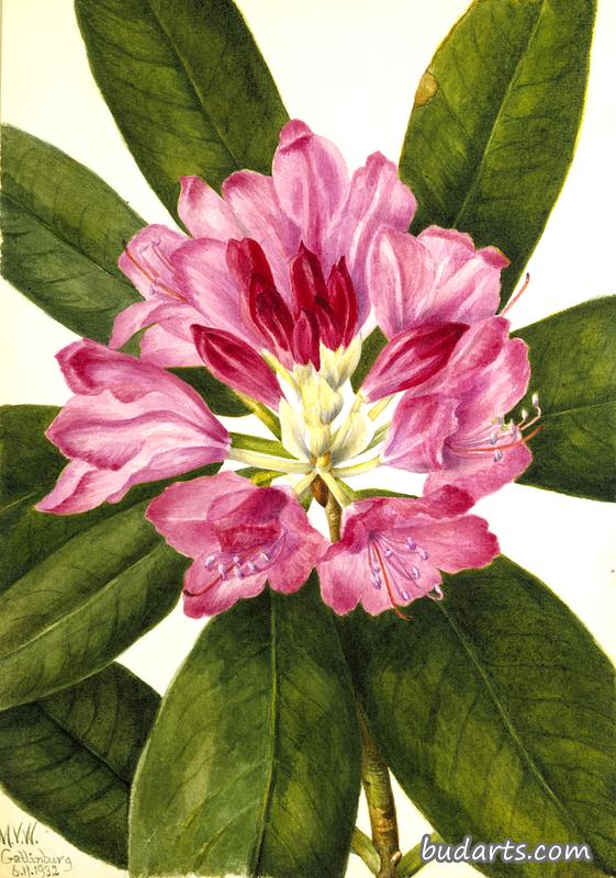 山玫瑰湾（杜鹃花）