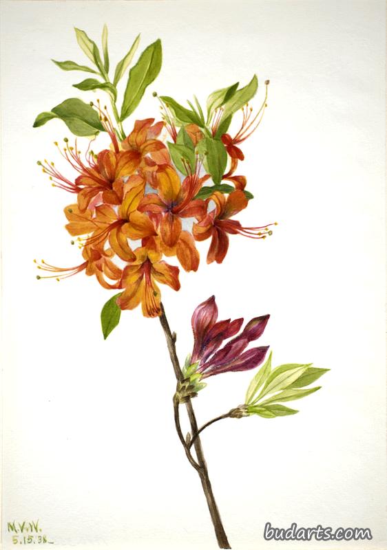 Flame Azalea (Rhododendron speciosum)
