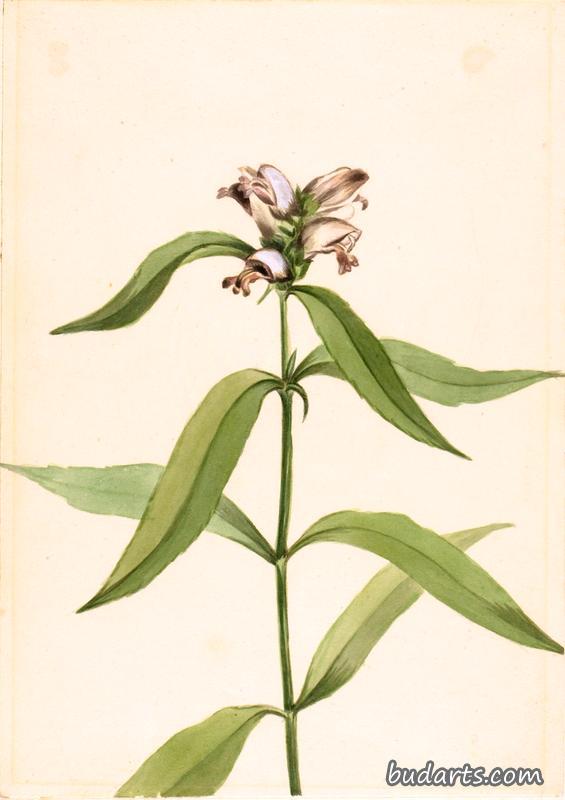 Turtlehead (Chelone glabra)