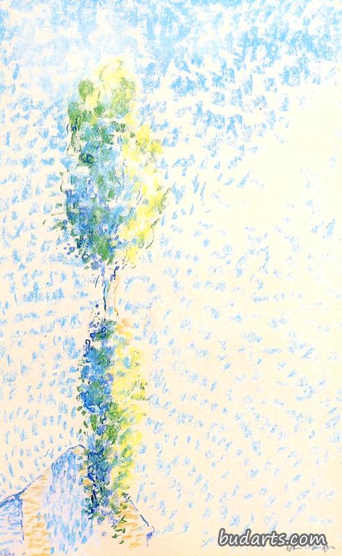 杨树