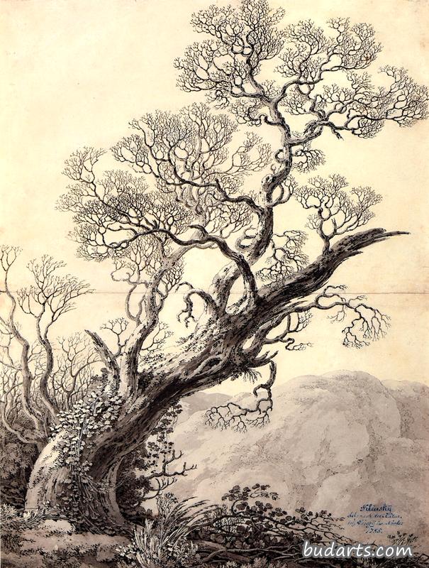 多节的橡树