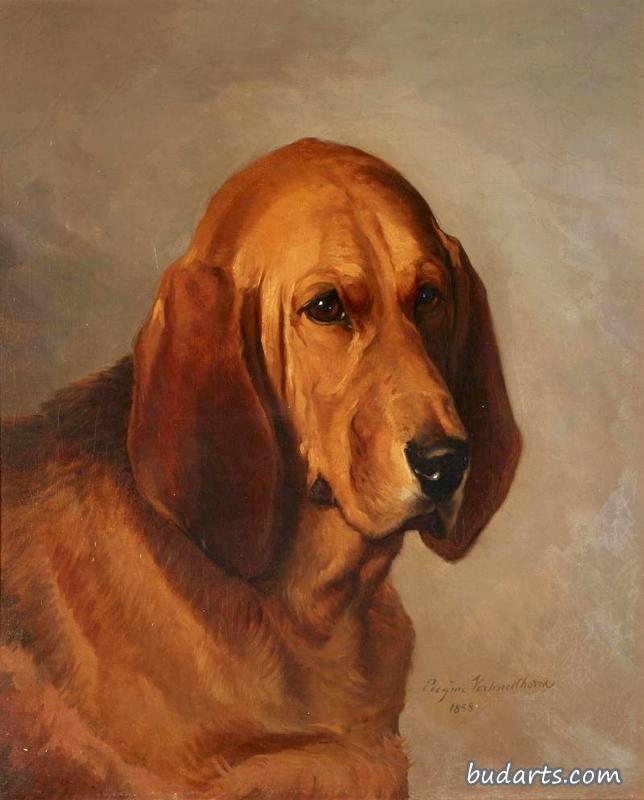 猎犬的头