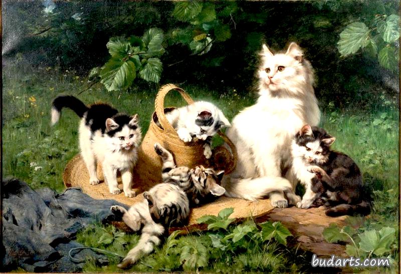 猫在玩耍