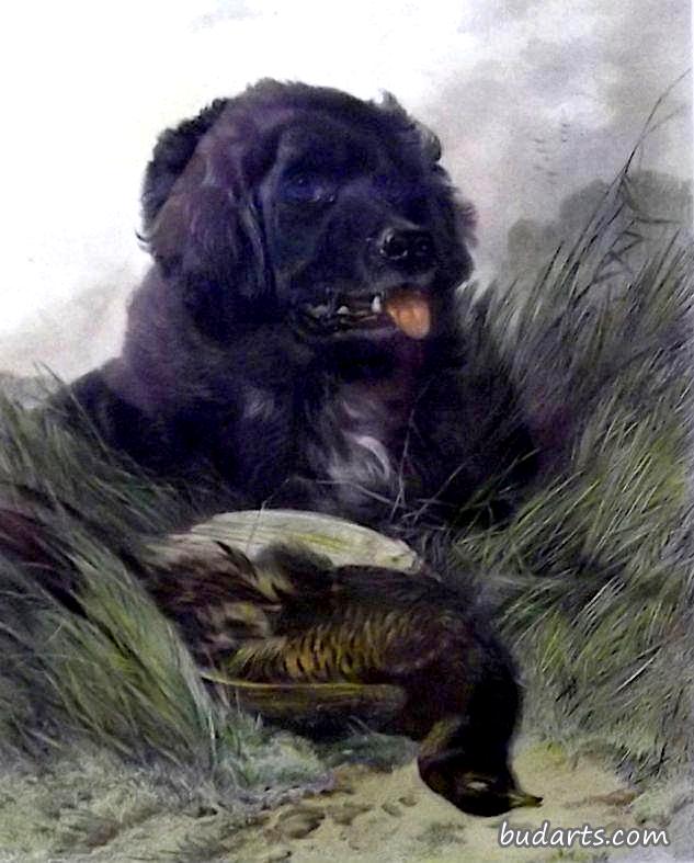 猎犬和野鸡
