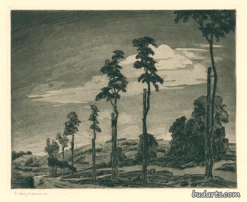 山丘景观与新种植的大道