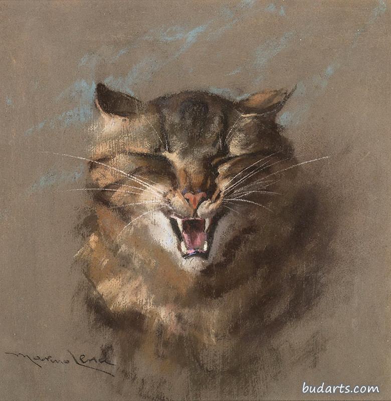 斑猫