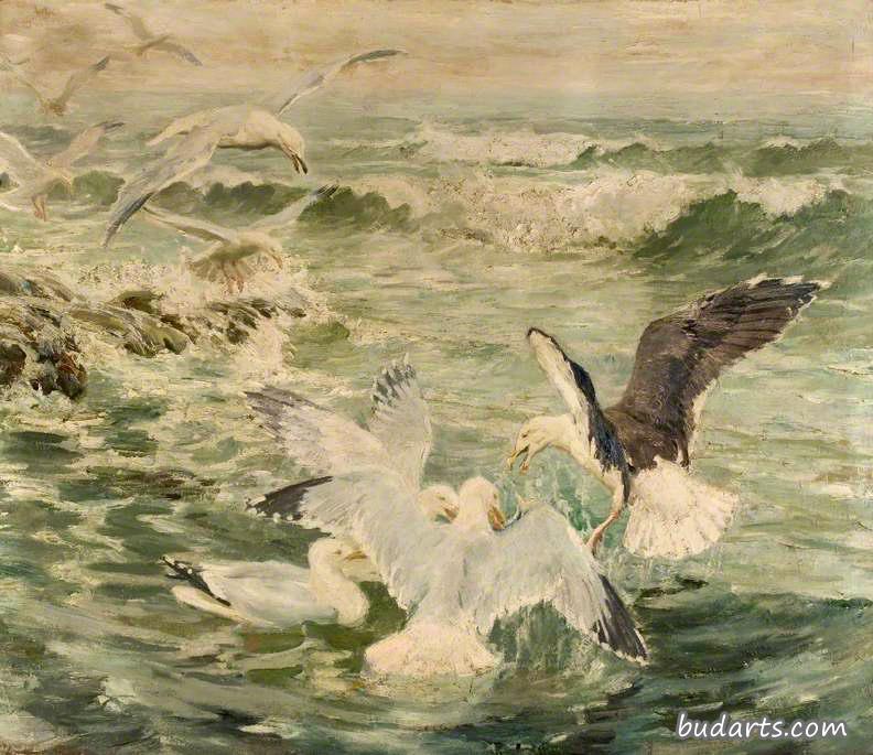 鲱鱼海鸥和黑背
