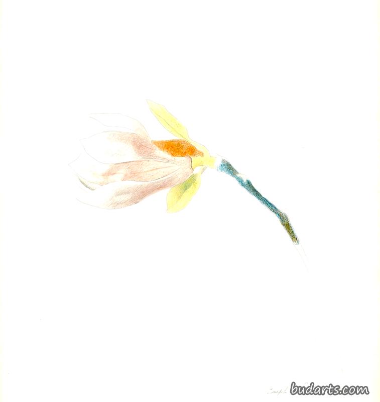 粉红木兰花