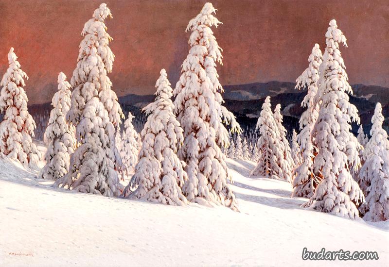 黑森林的冷杉冬季景观