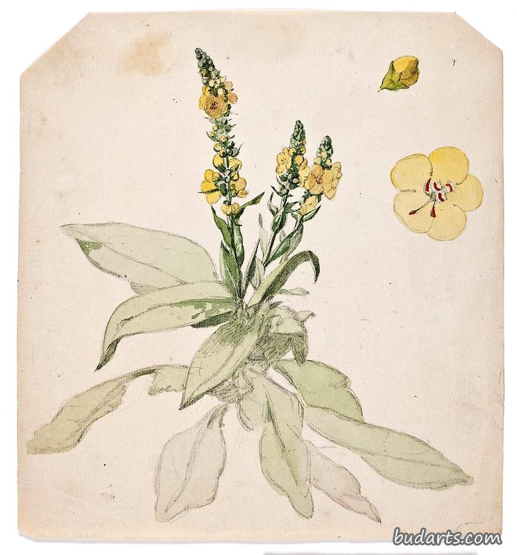 绽放皇家光芒（马鞭草）