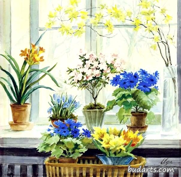 盆栽野花的花枝