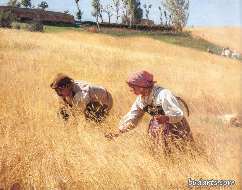 Harvest in Civita d'Antino
