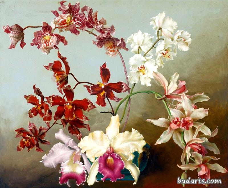 兰花静物