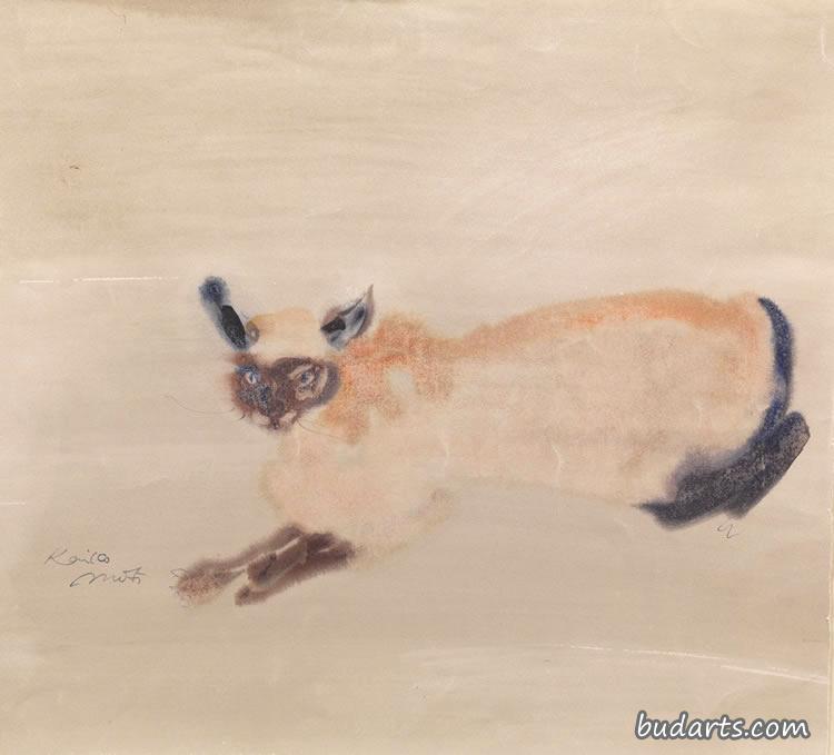 暹罗猫
