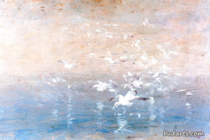 海鸥飞行