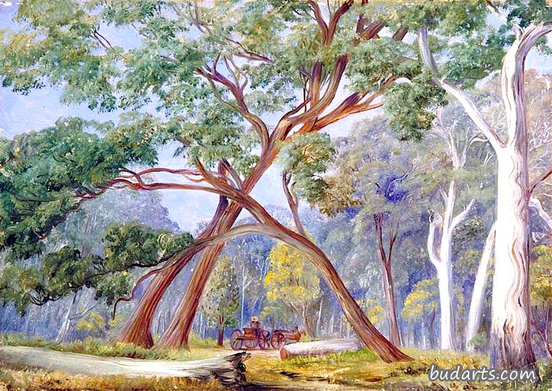 新南威尔士州，白胶树和树皮树