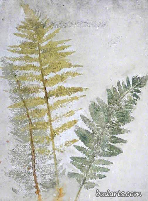 蕨类植物素描