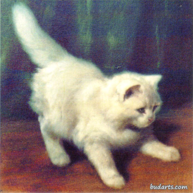安哥拉小猫
