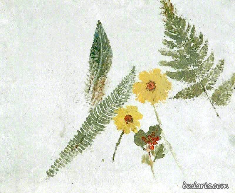 花卉蕨类素描
