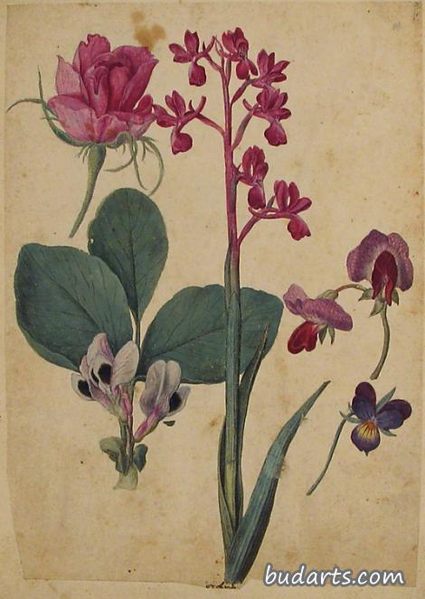 玫瑰，心形，甜豌豆，松花兰花