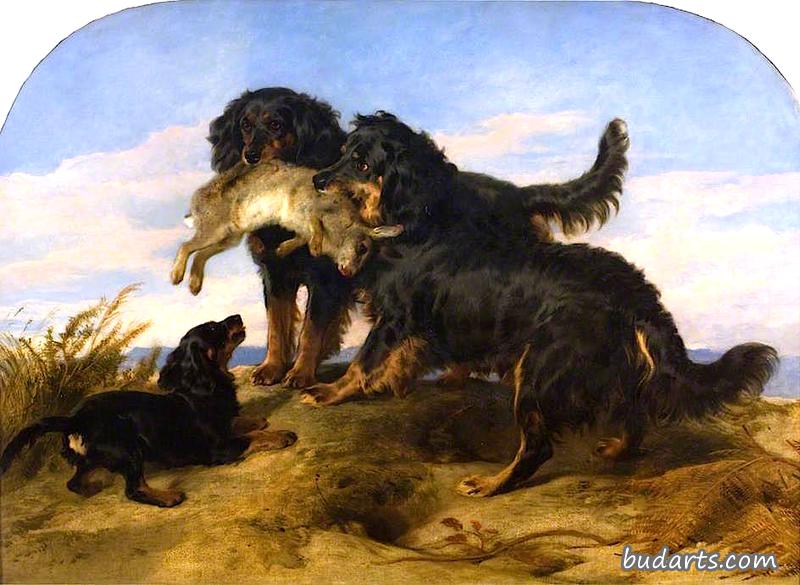 野兔猎犬