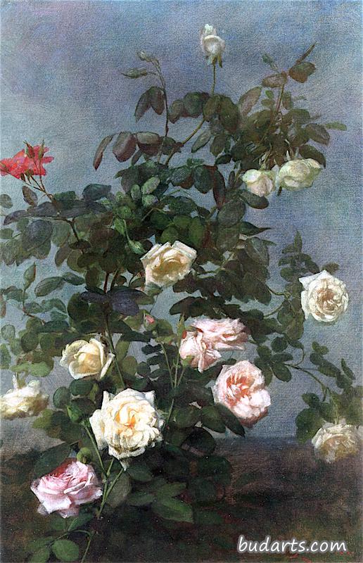 玫瑰花