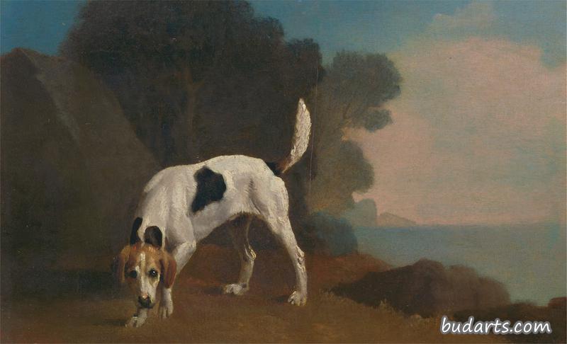 猎狐犬