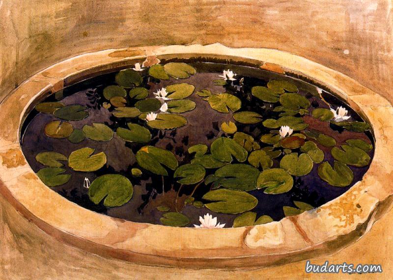 睡莲池