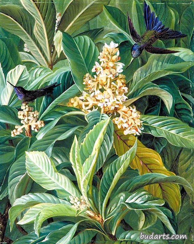 枇杷或枸杞的叶和花