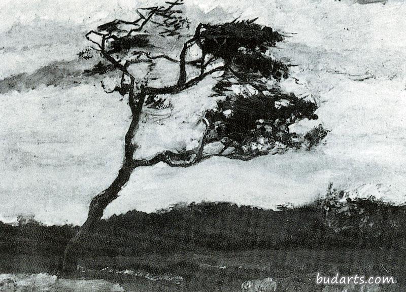 树，被风抽打