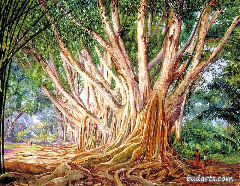 Avenue of Indian Rubber Trees at Peradeniya, Ceylon