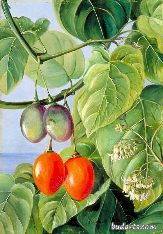 假番茄的叶子、花和果实，在巴西绘画